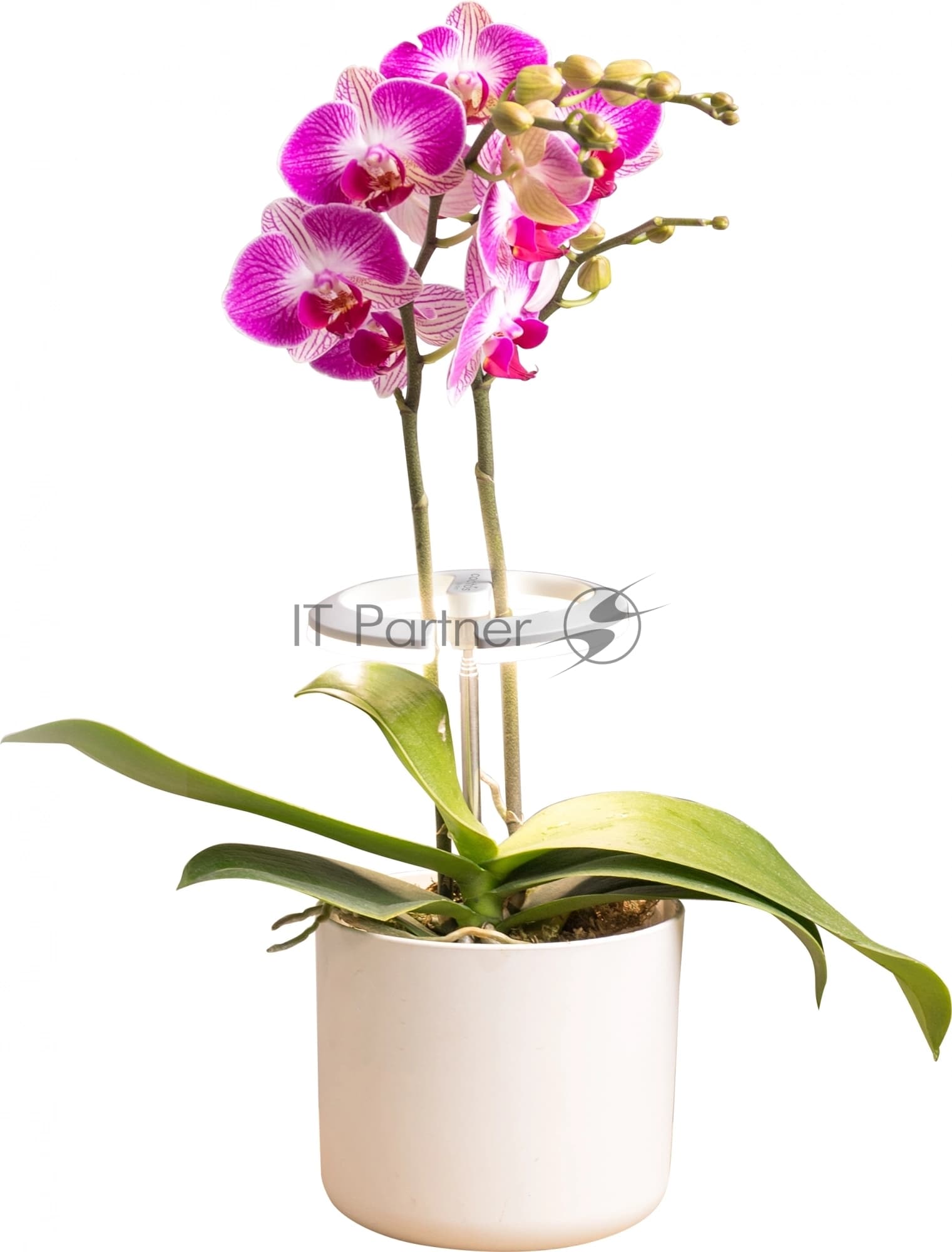 Cactus CS-LED-ORCHID Светильник светодиодный для растений 7.5Вт белый